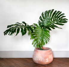 monstera-deliciosa-large-indoor-plants.jpg